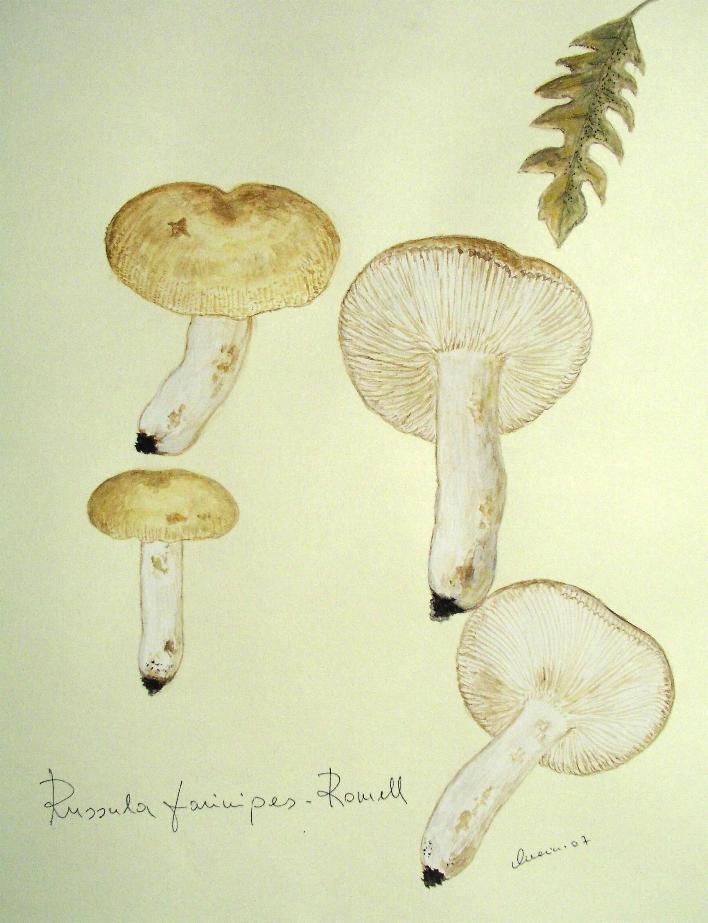 Russula farinipes  Romell